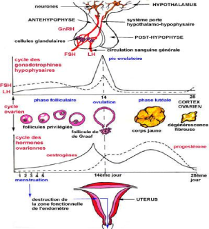 Cycle menstruel de la femme