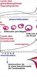 Phase folliculaire