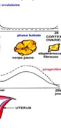 Le phase lutéale